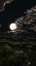 Scaricare immagine Trees,Night,Landscape sul telefono gratis.