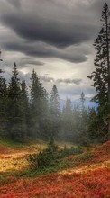 Scaricare immagine Trees, Clouds, Landscape sul telefono gratis.