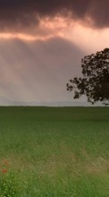 Scaricare immagine Trees, Clouds, Landscape, Fields sul telefono gratis.