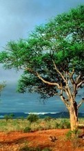 Scaricare immagine Trees, Clouds, Landscape, Savanna sul telefono gratis.