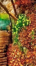 Scaricare immagine Trees, Autumn, Lakes, Landscape sul telefono gratis.