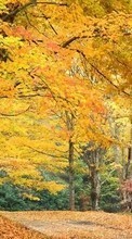 Scaricare immagine 320x480 Landscape, Trees, Autumn sul telefono gratis.