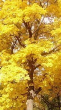 Scaricare immagine Trees, Autumn, Nature sul telefono gratis.