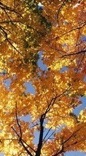 Scaricare immagine 800x480 Landscape, Trees, Autumn sul telefono gratis.