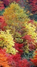 Scaricare immagine 1024x600 Landscape, Trees, Autumn sul telefono gratis.