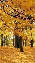 Scaricare immagine Trees, Autumn, Landscape sul telefono gratis.