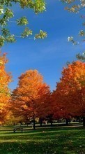 Scaricare immagine Trees, Autumn, Landscape sul telefono gratis.