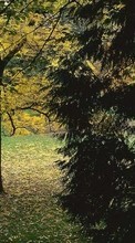 Scaricare immagine 540x960 Landscape, Trees, Autumn sul telefono gratis.