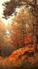 Trees,Autumn,Landscape per Sony Xperia M4 Aqua