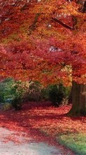 Trees,Autumn,Landscape per Samsung Galaxy Star