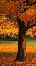Scaricare immagine Landscape, Trees, Autumn sul telefono gratis.