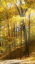Trees,Autumn,Landscape per LG Nexus 4 E960