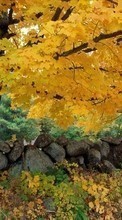 Trees,Autumn,Landscape per Sony Ericsson Xperia neo V