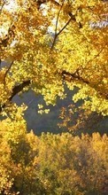 Trees,Autumn,Landscape per LG G5 H845
