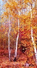 Trees,Autumn,Landscape per BlackBerry Bold 9000