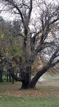 Scaricare immagine 240x400 Landscape, Trees, Autumn sul telefono gratis.