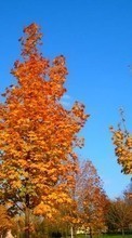 Scaricare immagine 1024x600 Landscape, Trees, Autumn sul telefono gratis.