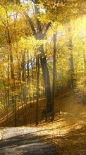 Scaricare immagine Landscape, Trees, Autumn, Sun sul telefono gratis.