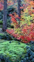 Scaricare immagine 320x480 Landscape, Trees, Autumn sul telefono gratis.