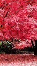 Scaricare immagine 720x1280 Landscape, Trees, Autumn sul telefono gratis.