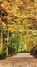 Scaricare immagine Trees,Autumn,Landscape,Nature sul telefono gratis.
