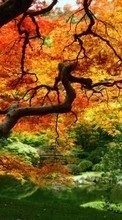Scaricare immagine 1280x800 Plants, Landscape, Trees, Autumn sul telefono gratis.