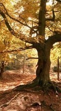 Scaricare immagine Plants, Landscape, Trees, Autumn sul telefono gratis.
