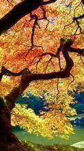 Scaricare immagine Trees, Autumn, Landscape, Plants sul telefono gratis.