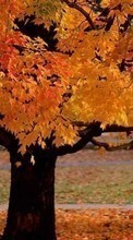 Scaricare immagine Trees, Autumn, Landscape, Plants sul telefono gratis.
