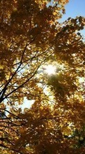 Scaricare immagine 320x240 Landscape, Trees, Autumn, Sun sul telefono gratis.