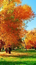 Scaricare immagine Trees, Autumn, Landscape, Grass sul telefono gratis.