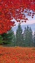 Scaricare immagine Trees,Autumn,Holidays sul telefono gratis.