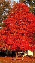 Scaricare immagine Trees, Autumn, Nature, Plants sul telefono gratis.