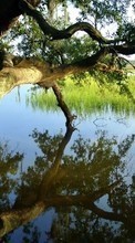 Scaricare immagine Trees,Lakes,Landscape,Nature sul telefono gratis.