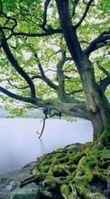 Scaricare immagine 1280x800 Landscape, Trees, Lakes sul telefono gratis.