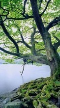 Scaricare immagine 1080x1920 Landscape, Water, Trees, Lakes sul telefono gratis.