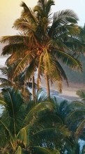 Scaricare immagine Landscape, Trees, Palms sul telefono gratis.
