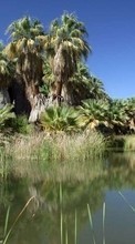 Scaricare immagine Landscape, Rivers, Trees, Palms sul telefono gratis.
