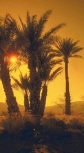 Landscape, Trees, Sunset, Sun, Palms