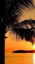 Scaricare immagine Landscape, Trees, Sunset, Sun, Palms sul telefono gratis.