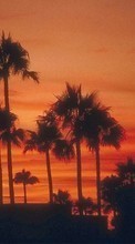 Scaricare immagine Trees, Palms, Landscape, Sunset sul telefono gratis.