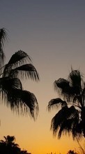 Scaricare immagine 1024x600 Landscape, Trees, Sunset, Palms sul telefono gratis.