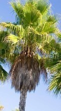 Scaricare immagine Plants, Trees, Palms sul telefono gratis.