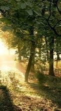Scaricare immagine 800x480 Landscape, Trees sul telefono gratis.