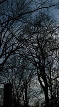 Scaricare immagine 720x1280 Landscape, Trees sul telefono gratis.
