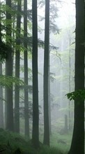 Trees, Nature per Nokia 206