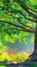 Trees, Landscape per LG Optimus G Pro