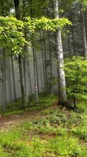 Scaricare immagine Trees, Landscape sul telefono gratis.