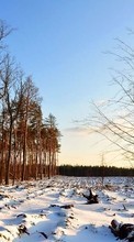 Scaricare immagine Trees,Landscape sul telefono gratis.