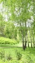 Scaricare immagine 240x400 Landscape, Trees sul telefono gratis.